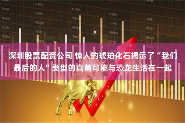 深圳股票配资公司 惊人的琥珀化石揭示了“我们最后的人”类型的真菌可能与恐龙生活在一起