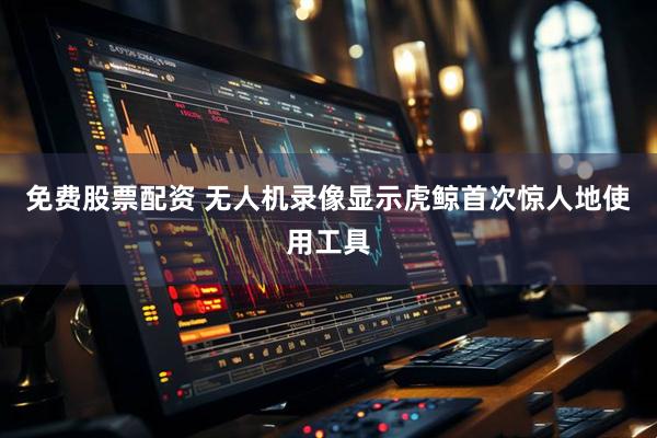 免费股票配资 无人机录像显示虎鲸首次惊人地使用工具